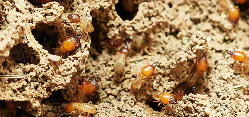 Plagas de termitas en verano